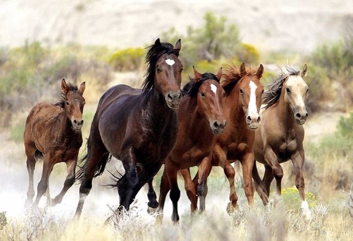 Caballos al galope