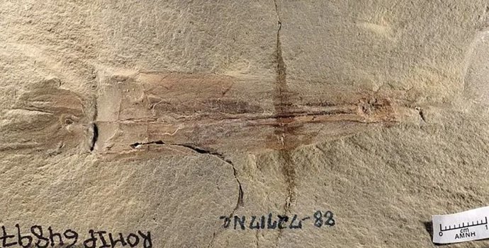 Syllipsimopodi bideni, de unos 12 centímetros de largo, es el cefalópodo más antiguo conocido que tiene ventosas en sus 10 brazos.