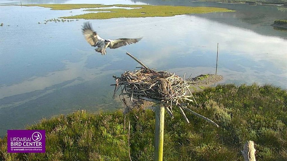 Águila Pescadora