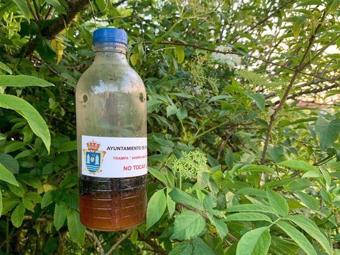 Archivo - Trampa de avispa asiatica