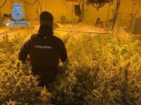 Cinco detenidos tras desmantelar una organización dedicada al cultivo y distribución de marihuana en Alameda
