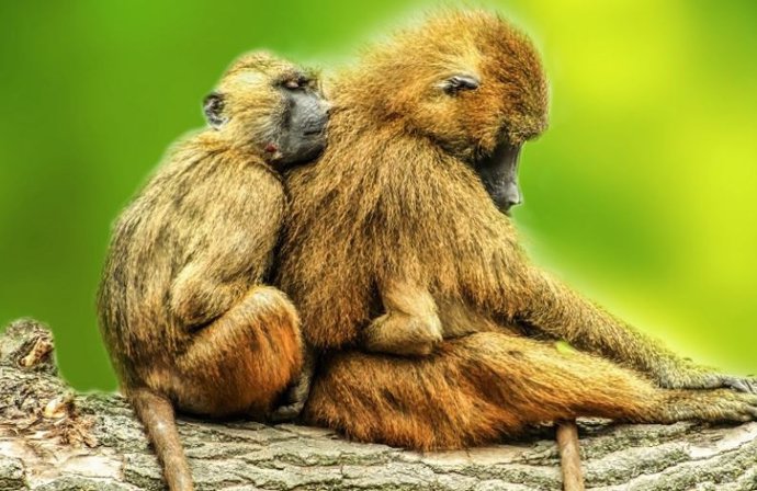 El tamaño relativo del cerebro está asociado con la densidad relativa de células neuronales en reptiles, aves y primates