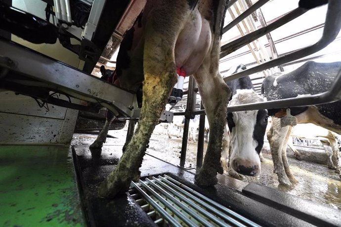 Archivo - Varias vacas en la Ganadería El Molino, a 19 de enero de 2022, en Karrantza, Vizcaya, Euskadi, (España).