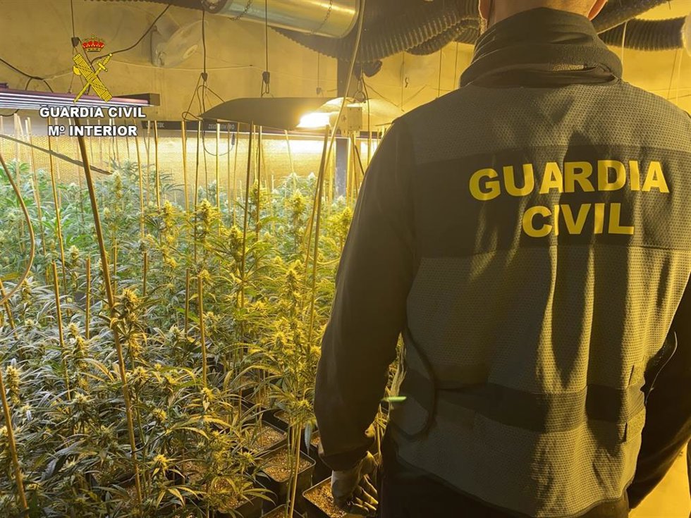 Archivo - Imagen de archivo de una plantación de marihuana.