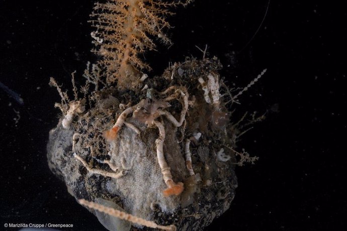 Serpulid polychaete worms found during what is thought to be the southernmost scientific submarine dive in history, at 65 degrees south.  Seen onboard the Arctic Sunrise in the Weddell Sea, Antarctica.