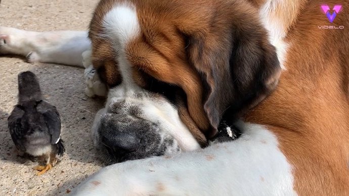 Entrañable amistad entre un San Bernardo y animales de granja