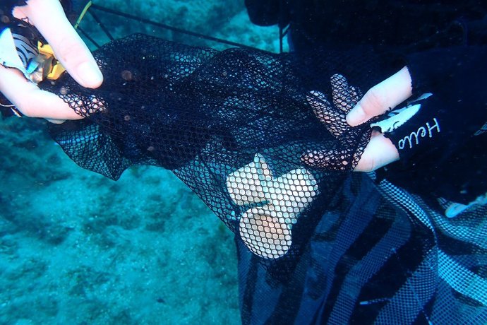 Desarrollan una cápsula de café compostable y biodegradable en el medio marino