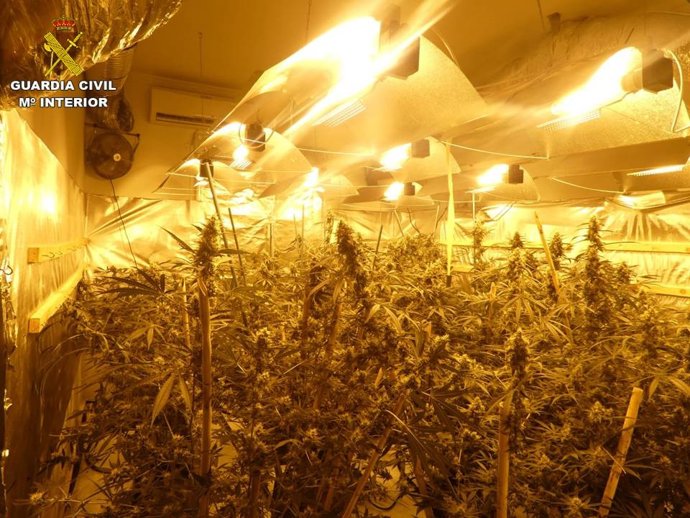 Desmantelados tres laboratorios de marihuana con más de 600 plantas y 8,3 kilos de cogollos en la Marina Alta