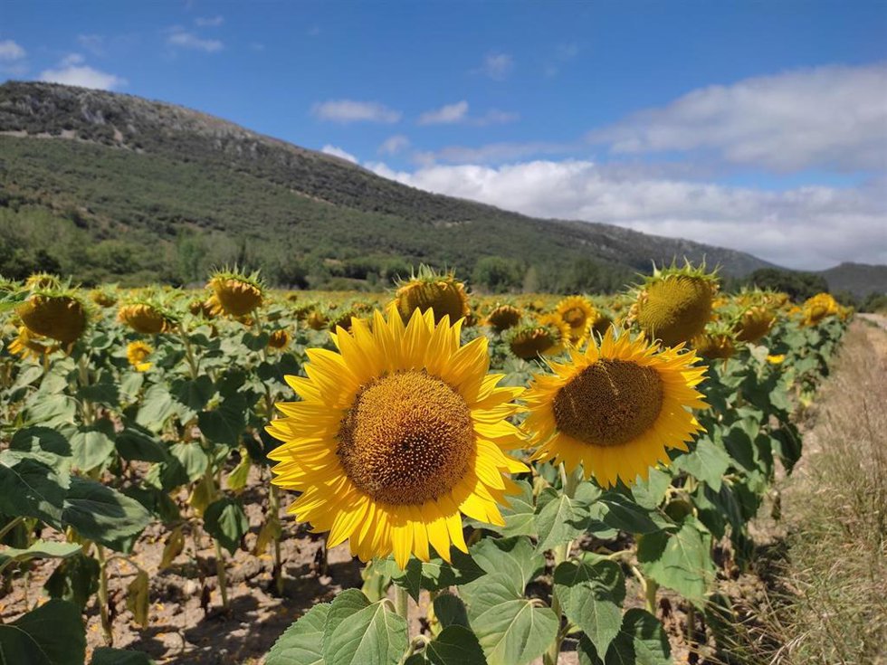 Archivo - Producción de girasoles