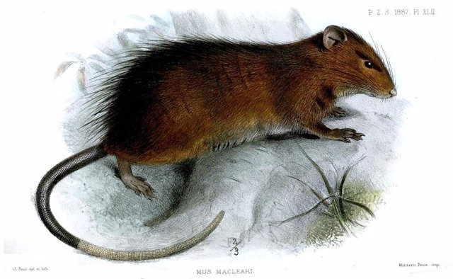 Rattus macleari. Rata de la Isla de Navidad