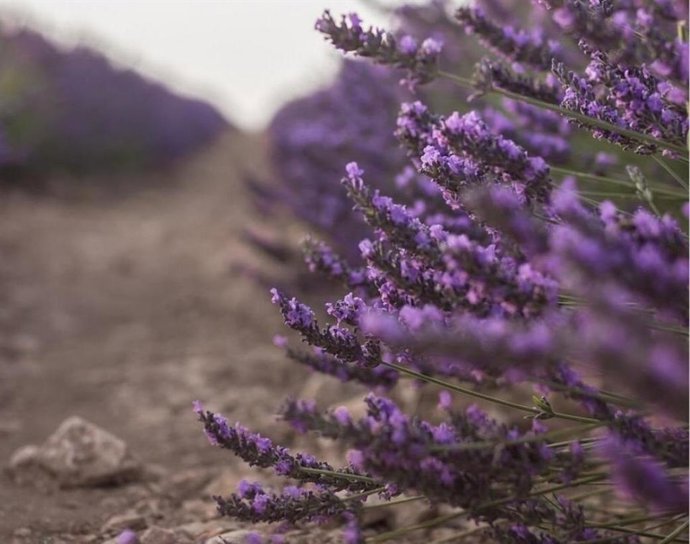 Archivo - Lavanda, cultivo, campo, PAC, política ambiental.