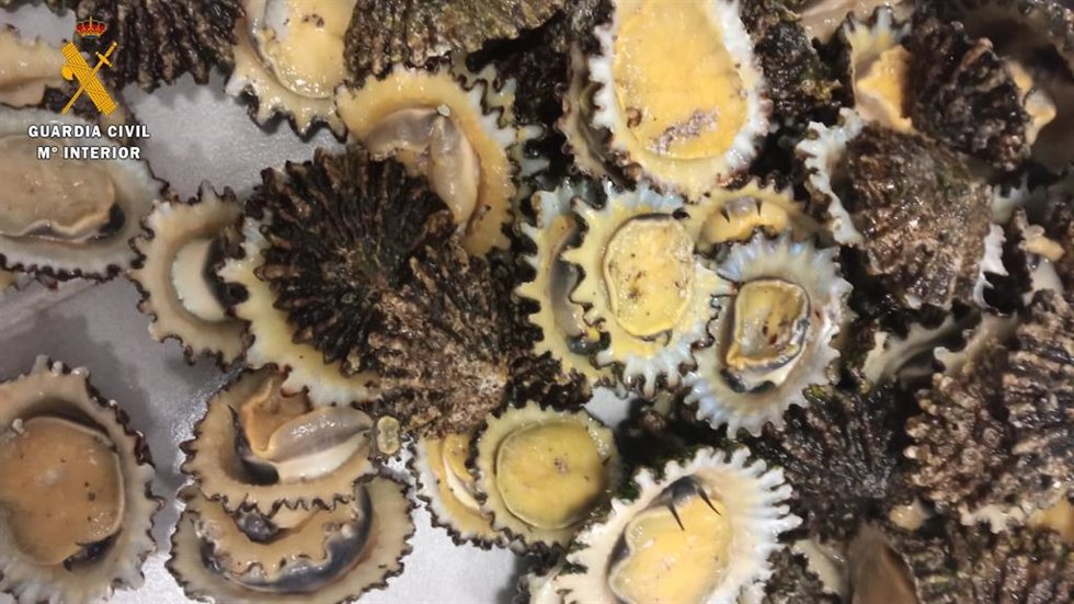 Lapas en peligro de extinción, concretamente de 'Patella Ferruginea', uno de los dos únicos moluscos incluido en el Catálogo Español de Especies Amenazadas, recuperadas por la Guardia Civil en Ceuta