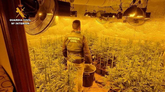Desarticulado en Barajas de Melo un grupo criminal dedicado al cultivo y la elaboración de estupefacientes