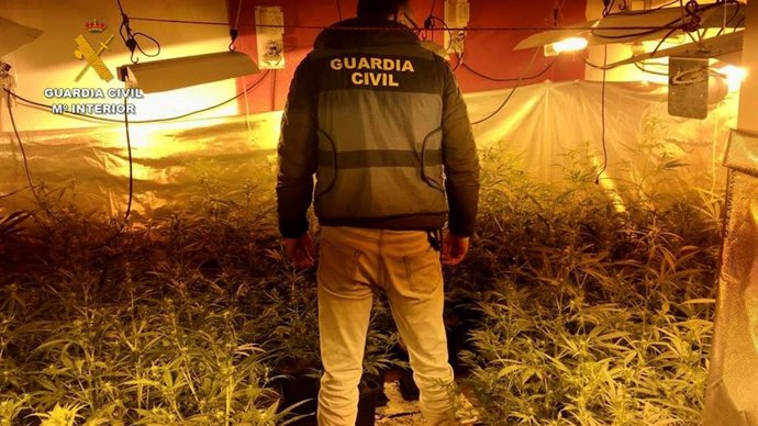 Plantación de marihuana desmantelada en Navalmoral de la Mata