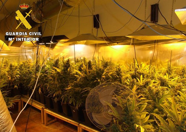 Archivo - Plantación desmantelada