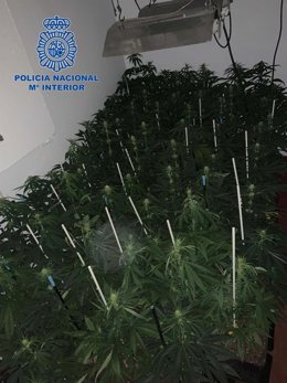 Marihuana incautada en Mérida