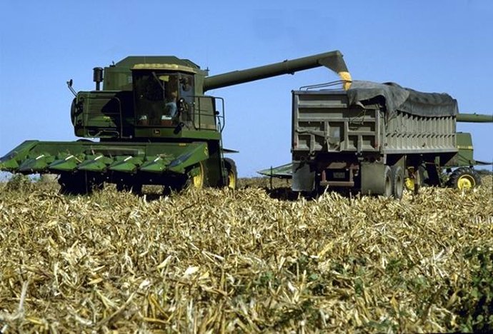 Archivo - Recolección de maíz