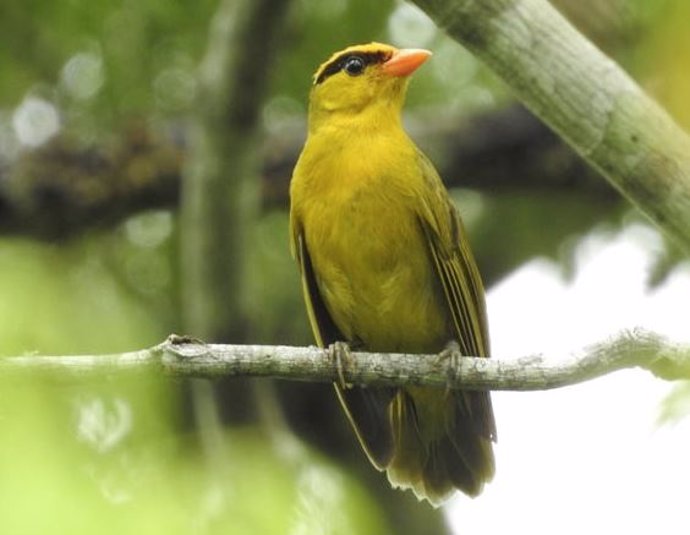 La tangara Inti (Heliothraupis oneilli).