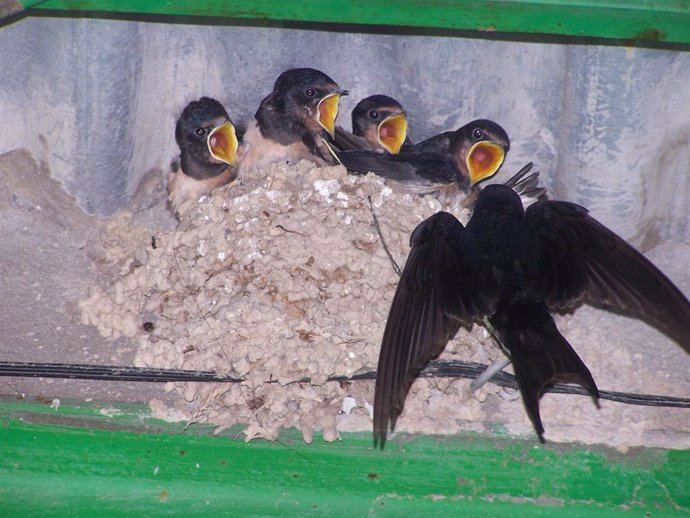 Una golondrina alimenta a sus crías en un nido.