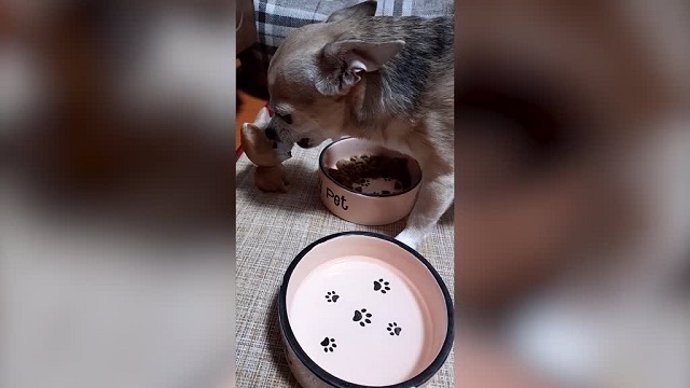 A ESTE CHIHUAHUA NO LE GUSTA QUE UN PERRO DE JUGUETE ESTÉ CERCA DE SU COMIDA