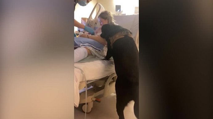 El perro no se quiso perder el parto de su dueña