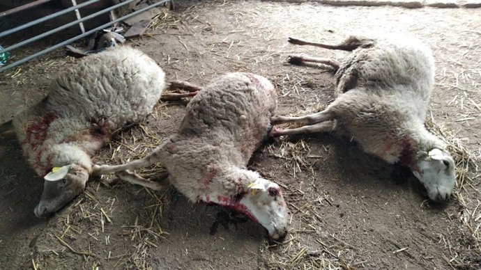 Imagen de los efectos provocados por una lobada en Villar del Buey.