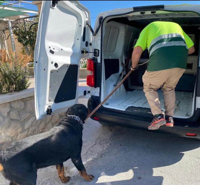 Rescatan a cuatro perros en la pedanía de Altabix que se encontraban en malas condiciones