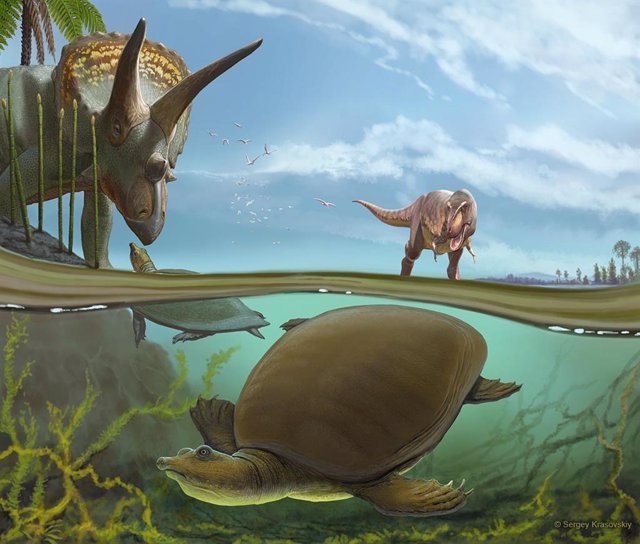 Una escena imaginaria del final del Período Cretácico, hace más de 66 millones de años, tiene a la tortuga de caparazón blando recién identificada Hutchemys walkerorum Habitando junto a especies icónicas de la Era de los Dinosaurios.
