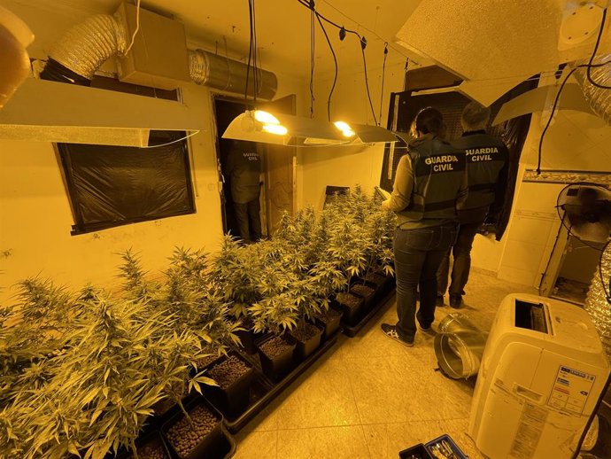 Plantacions de marihuana a Maanet de la Selva