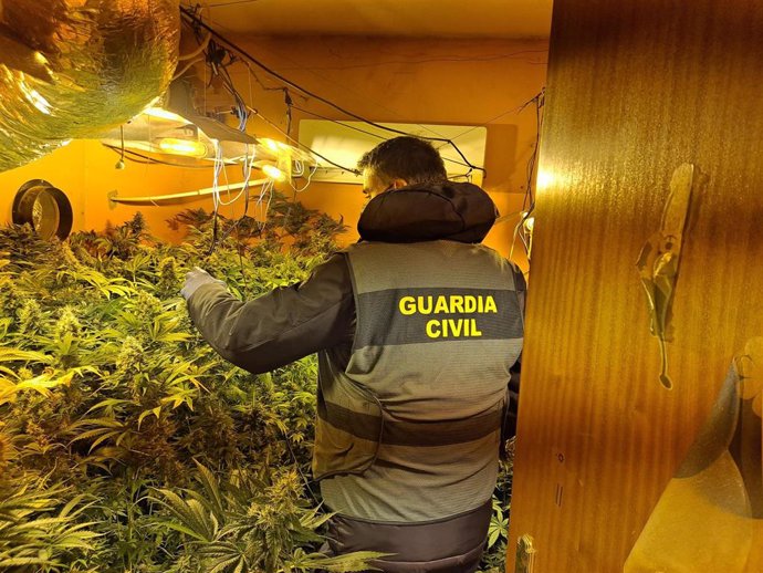 Archivo - Imagen de archivo de una operación de la Guardia Civil contra el tráfico de marihuana.