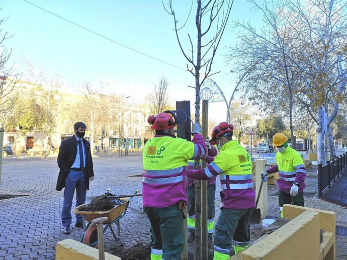 Archivo - El delegado de Transición Ecológica del Ayuntamiento de Sevilla, David Guevara, en los trabajos de plantación en la Alameda.