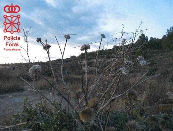 Investigado en Peralta tras ser sorprendido cazando pajarillos utilizando pegamento.