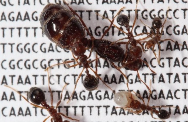 Científicos encuentran una nueva estructura de colonia de hormigas de fuego que evolucionó en una especie antes de extenderse a otras