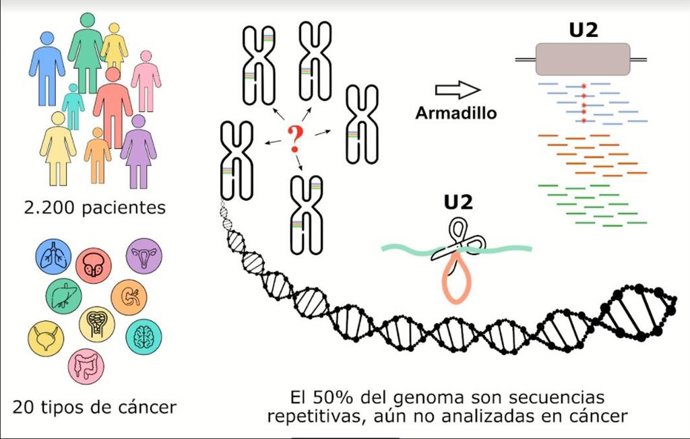 Infografía sobre el descubrimiento de genes mutados en cáncer en el genoma basura.