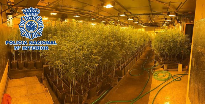 La plantació de marihuana d'una de les naus industrials