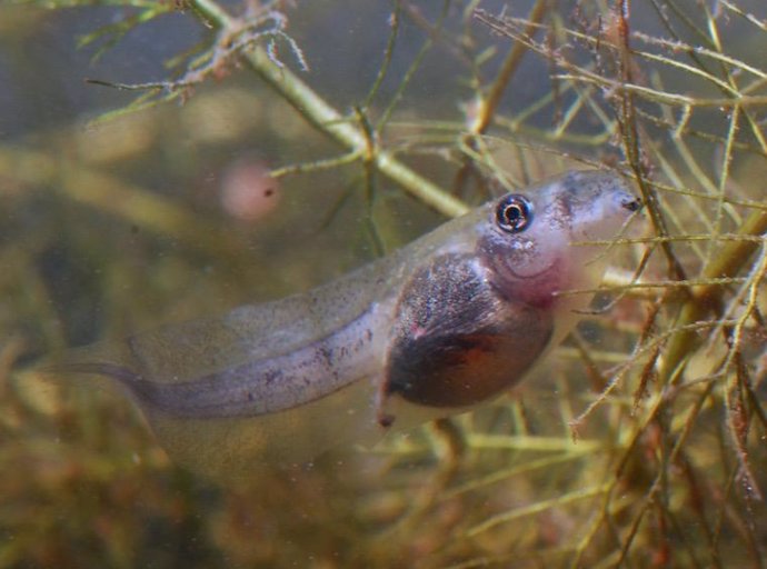 Larva de sapo espuelas (Pelobates cultripes). Foto: Iván Gómez Mestre.