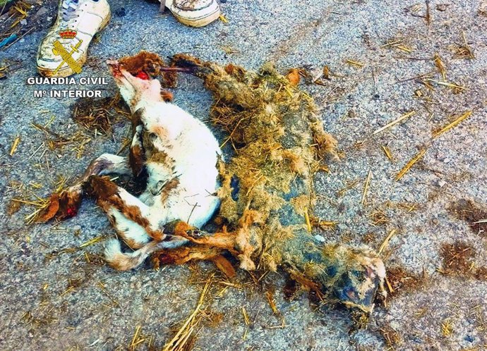 Animales muertos hallados en la explotación ganadera en Alhama de Murcia (Murcia)