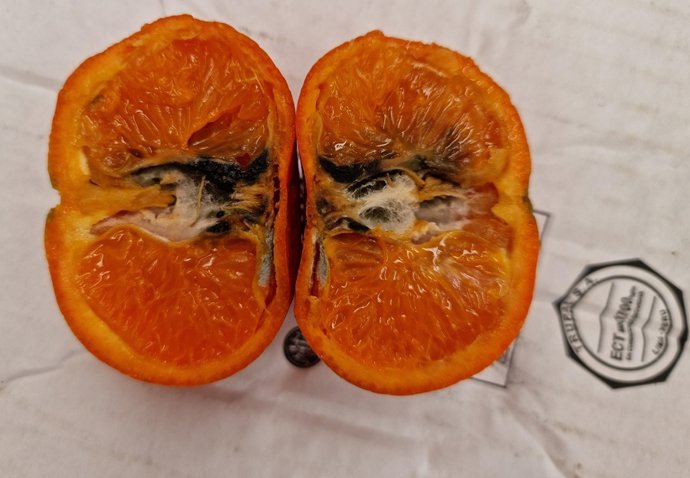 Falsa polilla en una mandarina