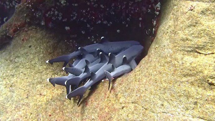 CAPTAN A UN GRUPO DE TIBURONES DE PUNTA BLANCA ABRAZÁNDOSE