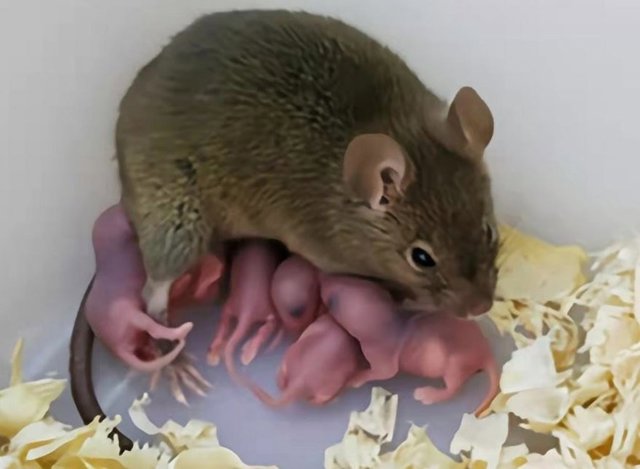 El ratón que derivó de un solo ovocito no fertilizado creció hasta los 4,5 meses y dio a luz a su descendencia.
