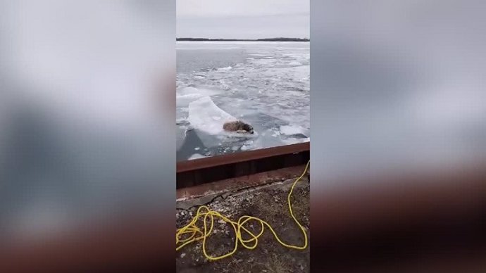 Rescatan a un perro que estaba encima de un río congelado