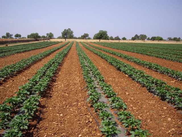 Archivo - Imagen de recurso. Campos de cultivo. Sequía.