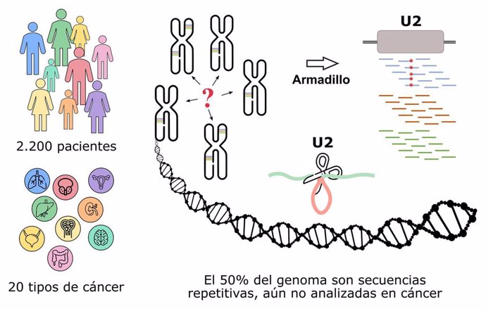 Investigadores españoles descubren genes mutados en cáncer en el 'genoma basura'