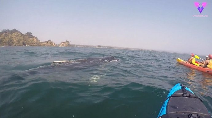 UNA BALLENA SORPRENDIÓ A UN GRUPO JÓVENES QUE SE ENCONTRABA PRACTICANDO KAYAK