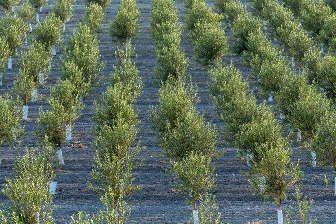 Archivo - Olivos jóvenes