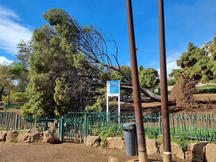 Caída de un árbol en el Parque La Granja, en Santa Cruz de Tenerife, por el viento