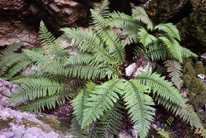 La UMA publica el primer catálogo completo de la flora del Parque Nacional Sierra de las Nieves
