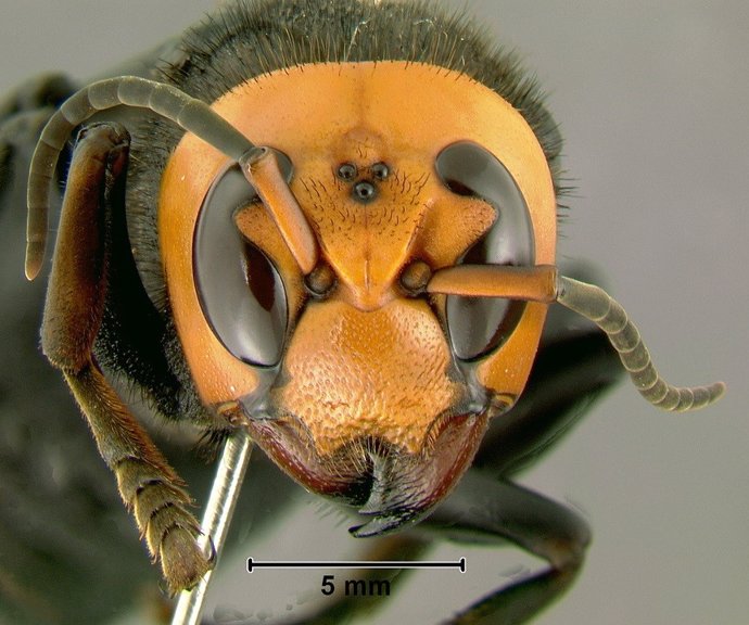 Ejemplar de Vespa mandarinia