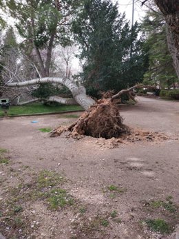 Caída de árboles en Cuenca por las fuertes rachas de viento