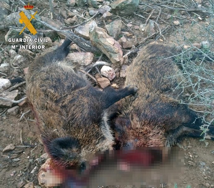 Jabalíes abatidos por furtivos en Peraleda del Zaucejo